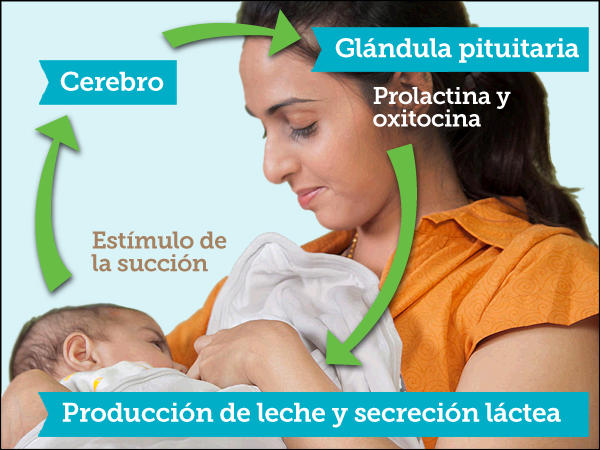 oxitocina y prolactina en la producción de leche materna